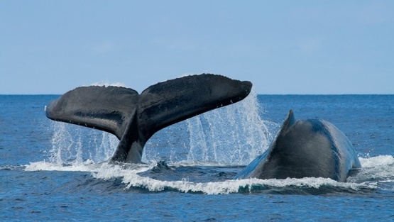 киты на полуострове Самана